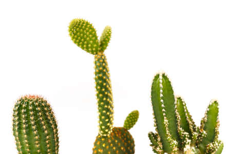 Closeup small cactus on white backgroundの写真素材