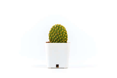 Small cactus in plastic pot on white backgroundの写真素材