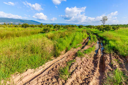 Muddy tire track in mango farm, countryside of Thailandの写真素材