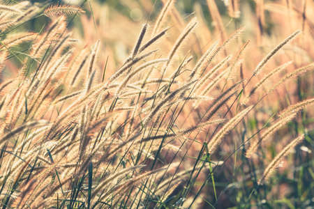 Grass flower blooming in sunlight, retro styleの写真素材