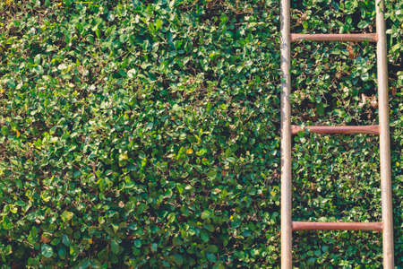 Old steel ladder on trimmed treeの写真素材