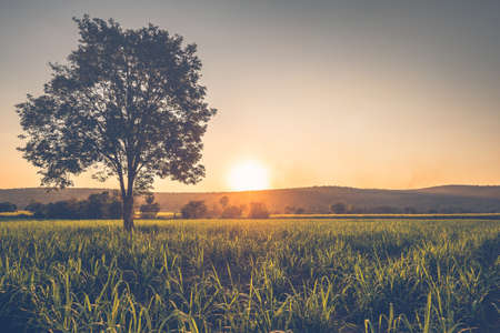 Silhouette tree in sugarcane farm at sunset, countryside of Thailandの写真素材