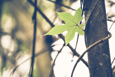 Closeup wild leaf climb on tree trunk in the forestの写真素材