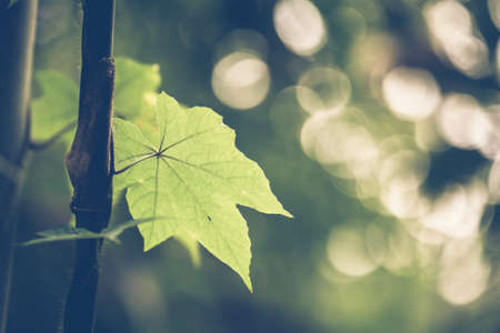 Closeup wild leaf in the forestの写真素材
