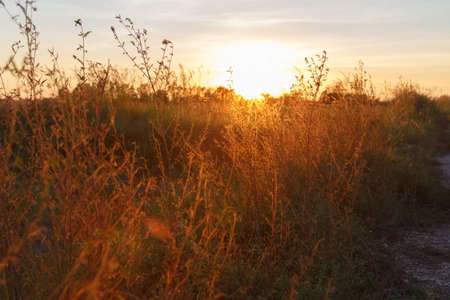 Meadow in countryside with sunset lightの写真素材