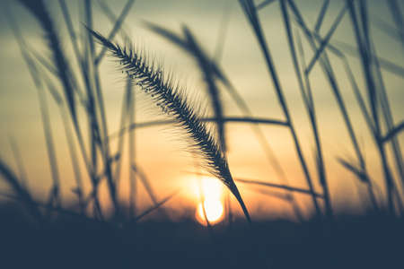 Grasses flower in the meadow at the end of the dayの写真素材