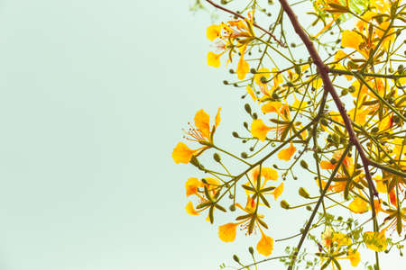 Yellow Peacock flower blooming in summer, vintage color styleの写真素材