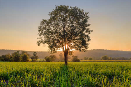 Tree in sugar cane farm against sunsetの写真素材