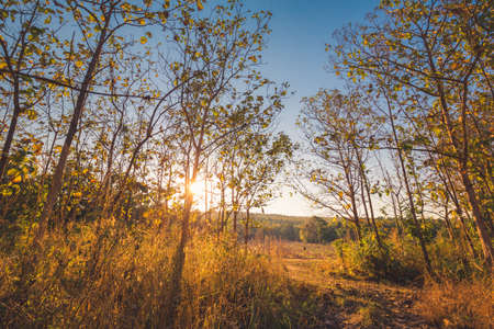 Teak forest with sunset lightの写真素材