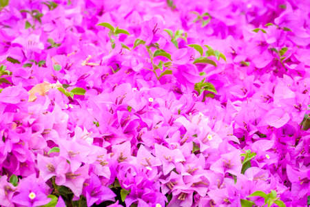 Closeup Bougainvillea flower in the gardenの写真素材