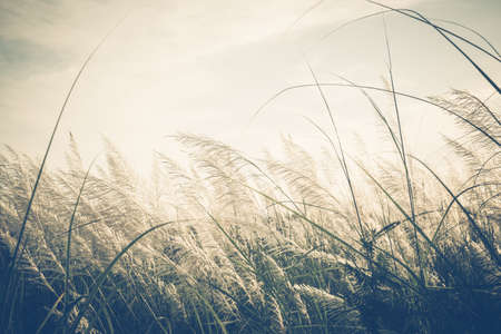 Reed field waver in the wind, vintage color