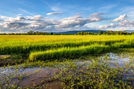 Beautiful rice field in countryside of Thailandの写真素材