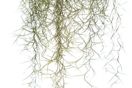 Closeup Spanish moss isolated on white background, Tillandsia usneoides in science nameの写真素材