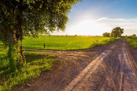 Dirt road and rice field at sunset in countryside of Thailandの写真素材