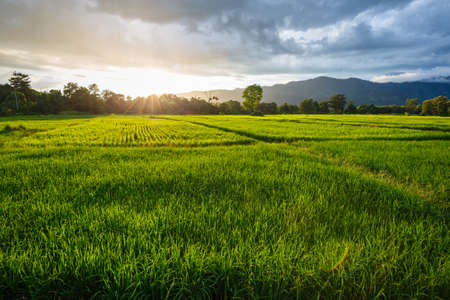Rice field before sunset in rainy season, Uttaradit province of Thailandの写真素材