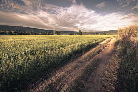 Dirt road in the rice field, countryside of Thailand, vintage color style