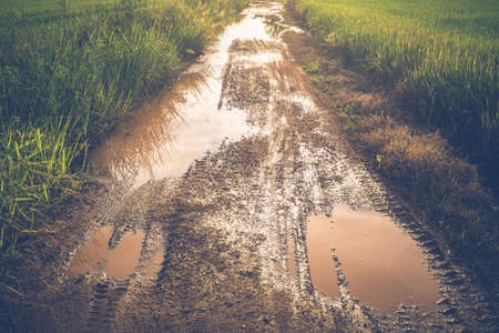 Muddy road after rain in the rice fieldの写真素材