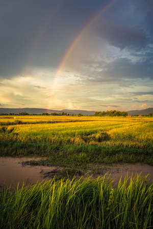 Rice field and rainbow on the sky, countryside of Thailandの写真素材