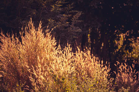 Vintage photo of grass flowers blooming in the forestの写真素材