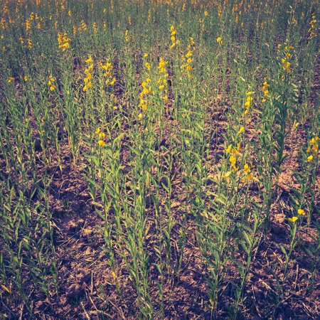 Indian hemp flower blossom as abstract plant background, retro color styleの写真素材