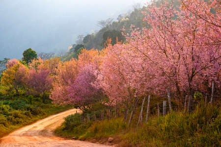 Thailand's Cherry Blossom at Phu Lom Lo, Phu Hin Rong Kla National Park in Phitsanulok province of Thailandの写真素材