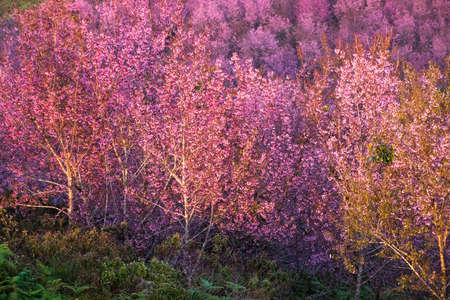 Thailand's Cherry Blossom at Phu Lom Lo, Phu Hin Rong Kla National Park in Phitsanulok province of Thailandの写真素材