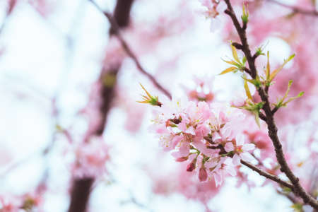 Wild Himalayan Cherry flowers blossom on the tree in the winter at Phu Hin Rong Kla National Parkの写真素材