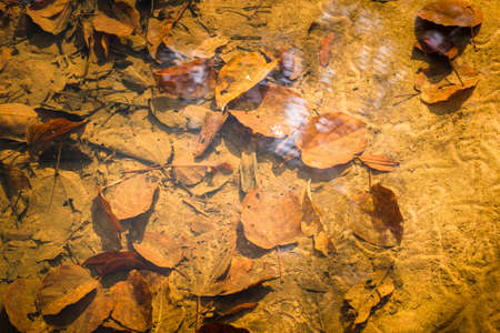 Fallen dry leaves under clear water of stream in the forestの写真素材