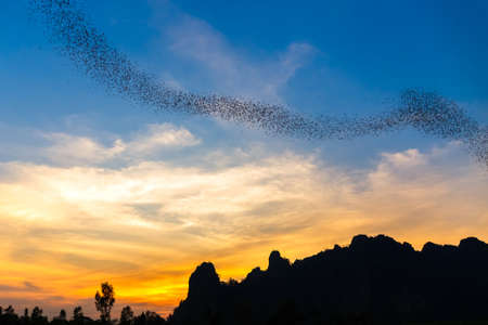 A lot of bats flying out of the cave to forage at Noen Maprang district, Phitsanulok, Thailandの写真素材