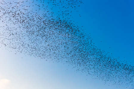 A lot of bats flying out of the cave in the evening to forageの写真素材