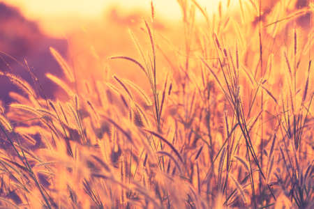 Grasses flower blooming in the meadow at sunset, vintage color