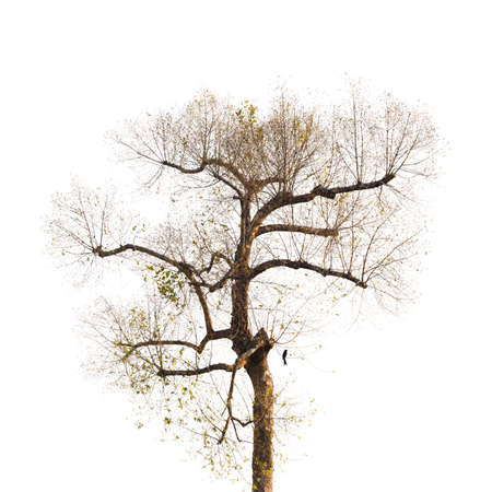 Upper half of tropical tree isolated on whiteの写真素材