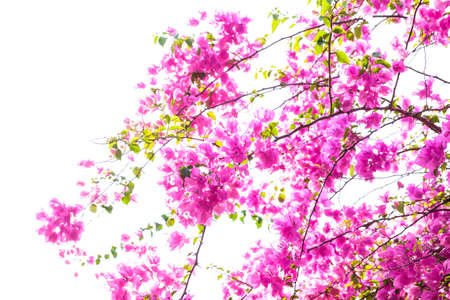 Bougainvillea flowers blooming on treetop isolated on white (against white sky)の写真素材