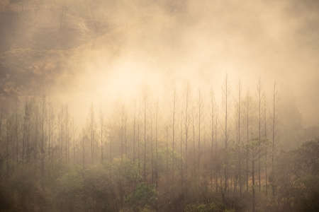 Vintage photo style of mist on the mountain in countryside