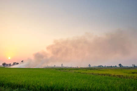Fire and smoke in the rice field, farmer burn the field to prepare cultivation, pollution and environment conceptの写真素材
