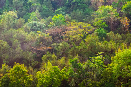 Colorful tropical forest on the mountain after the summer rain