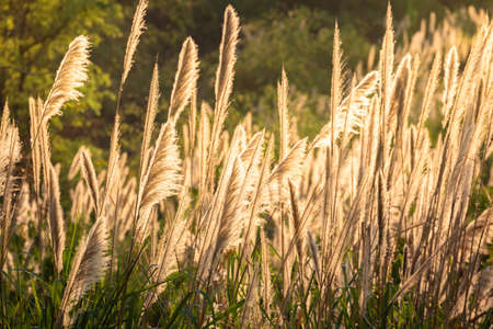 Reed blomming at sunset in the meadowの写真素材