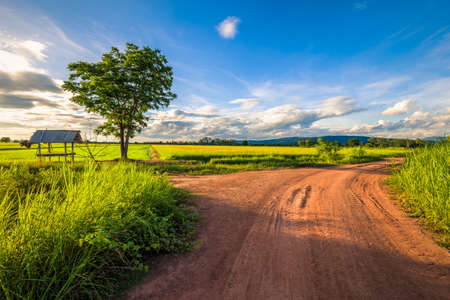 Nature background, dirt road in the rice farm before sunset, countryside of Thailandの写真素材