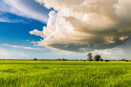 Big Cumulonimbus clouds over the paddy field, rainy season in countryside of Thailand