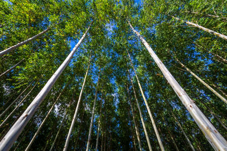 High Eucalyptus trees on blue skyの写真素材