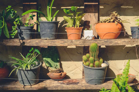 Many plants on old wood shelf, home gardening in retro color styleの写真素材