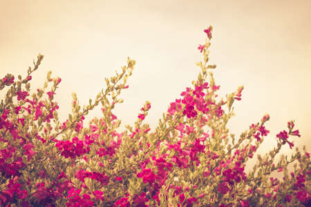Vintage flower bush named Ash Plant, Barometer Brush, Purple Sage, or Texas Rangerの写真素材