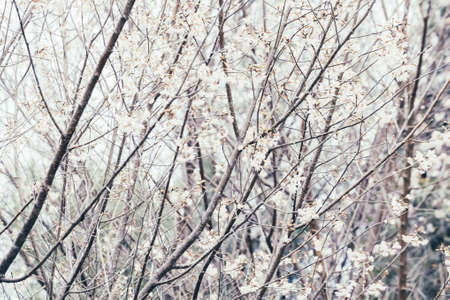 Sakura trees in the forest blossom, nature background