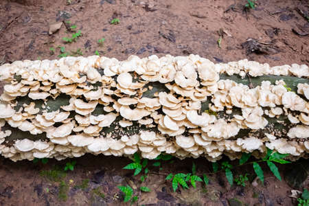 Many fungus growing cover the dead tree log in the jungle