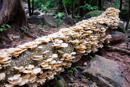 Many fungus growing cover the whole dead tree log in the jungle