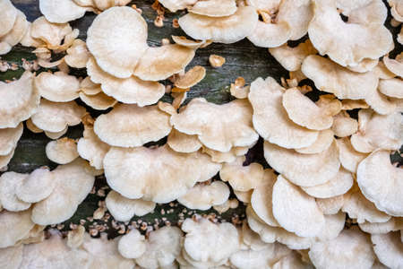 Many fungus on the dead tree log in the jungle