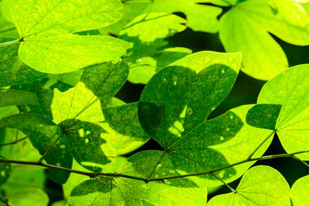 Green leaves in the forest brightened in sunlight