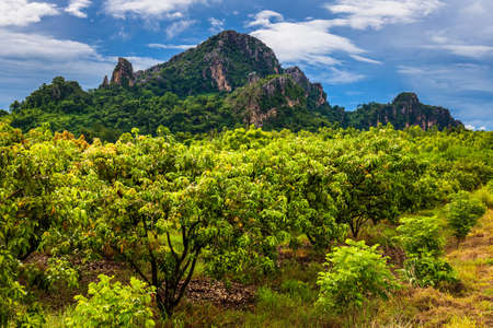 Mango farm in rainy season with mountain at Noen Maprang, Phitsanulpk, Thailandの写真素材
