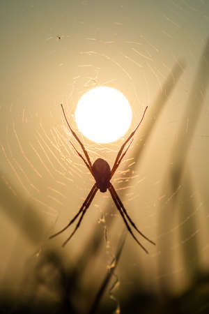 Silhouette spider in the field spin the web against the sunの写真素材
