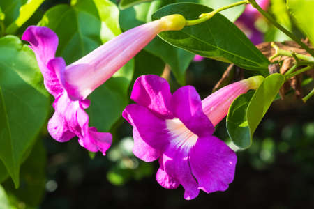 Purple Bignonia flowers blooming in the garden ( Saritaea magnifica Duyand in science name )の写真素材
